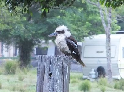 Kookaburra on fence post